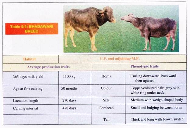 Bhadawari Breed