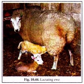 Lactating Ewe