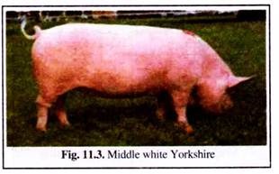 Middle White Yorkshire