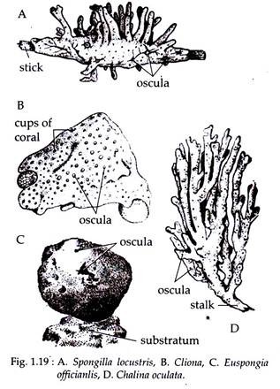 Spongilla Locustris, Clinona, Euspongia and Officianlis and D.Chalina Oculata