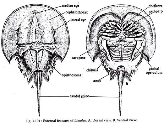 External Features of Limulus
