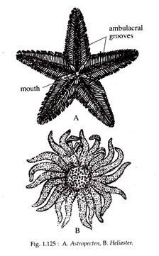 Astropecten and Heliaster