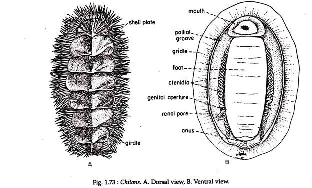 Chitons