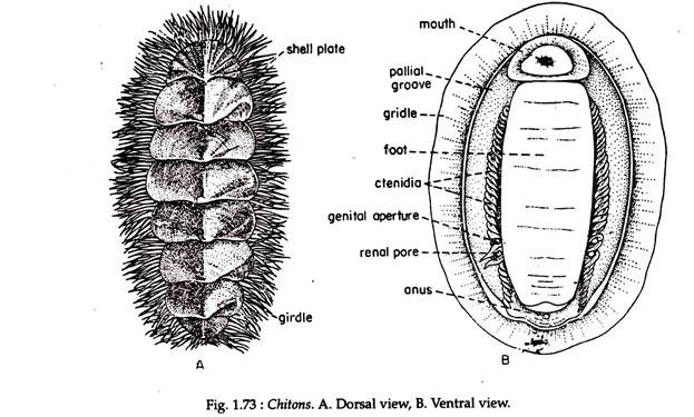 Chitons