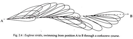 Euglena Viridis, Swimming From Position A to B