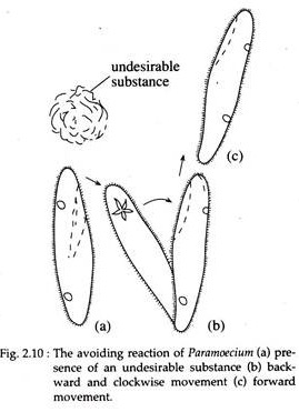 Avoiding Reaction of Paramoecium