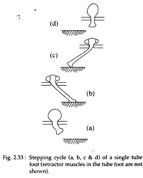 Stepping Cycle