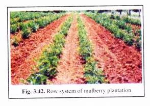 Row System of Mulberry Plantation