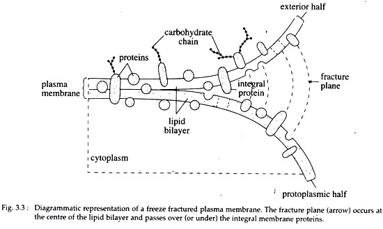 Freeze Plasma Membrane