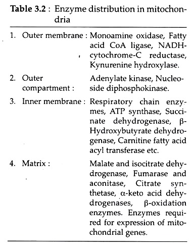 Enzyme Distribution in Mitochondria