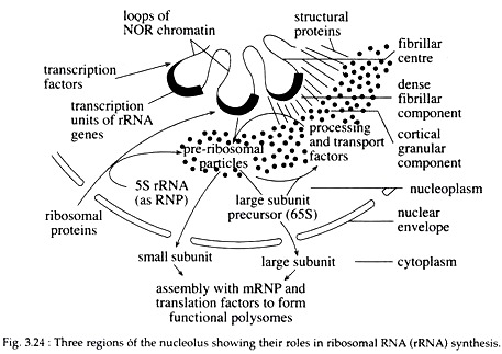 Three Regions of the Nucleolus