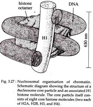 Nucleosomal Organisation of Chromatin