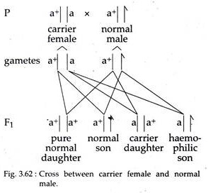 Cross between Carrier Female and Normal Male
