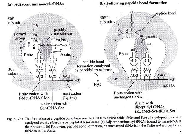 Formation of Peptide Bond