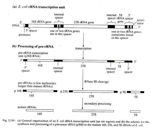 E.Coli rRNA  and pre-rRNA