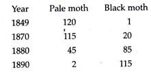 Year, Pale Moth and Blck Moth