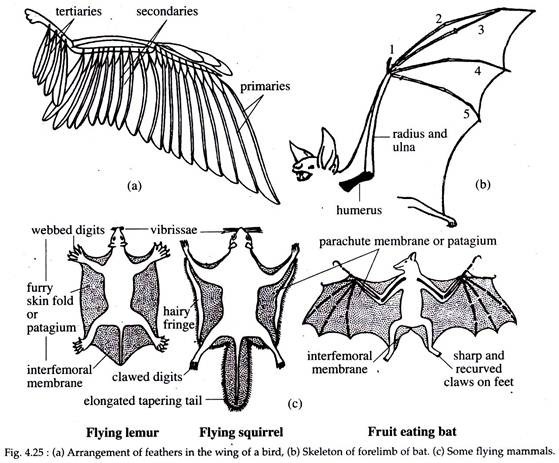 Wing of a Bird, Skeleton of Forelimb of Bat and Flying Mammals