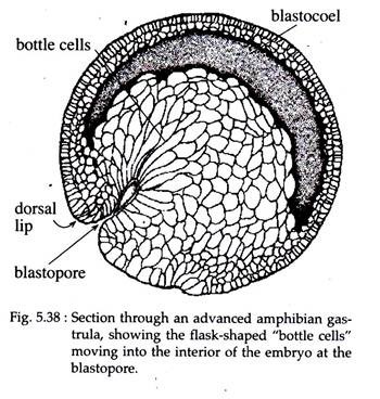 Advanced Amphibian Gastrula