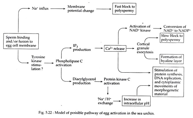 Model of Possible Pathway of Egg Activation