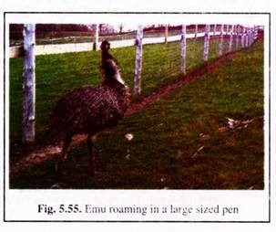 Emu Roaming in a Large Sized Pen