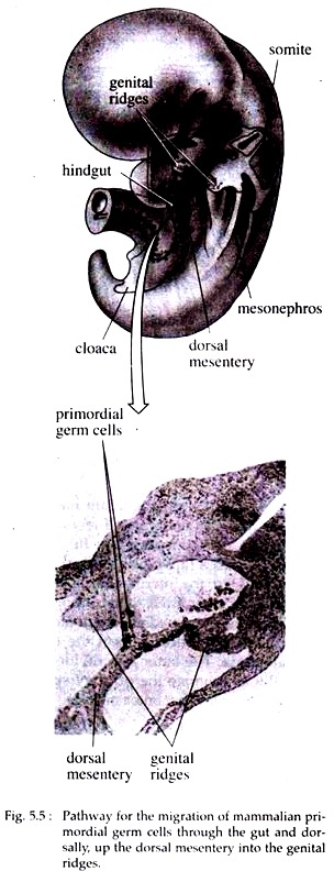 Pathway for the Migration of Mammalian Primordial Germ Cells