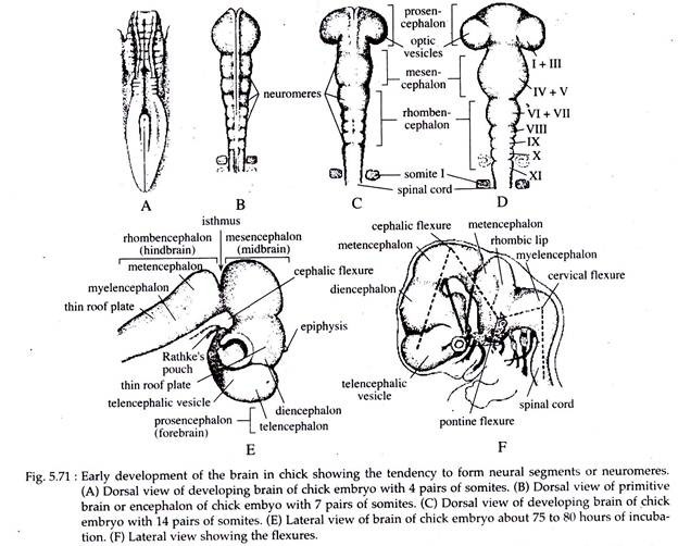 Early Development of the Brain