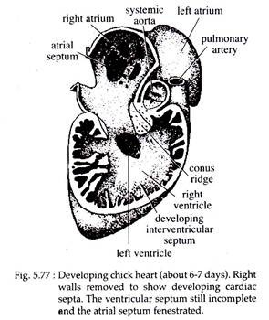 Developing Chick Heart