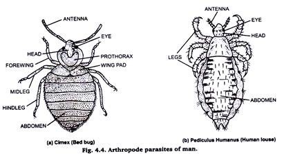 Arthropode Parasites of Man