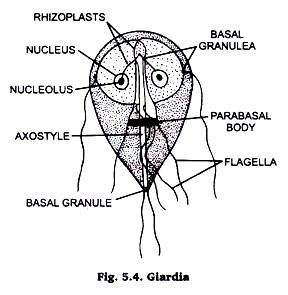 Giardia 