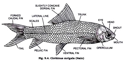 Cirrhinum mrigala