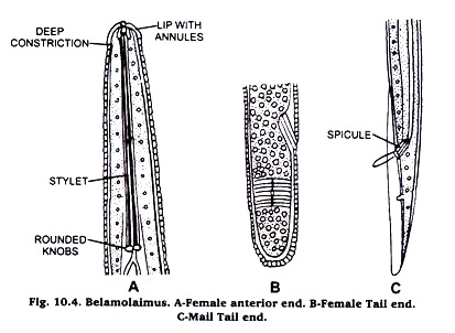 Belamolaimus