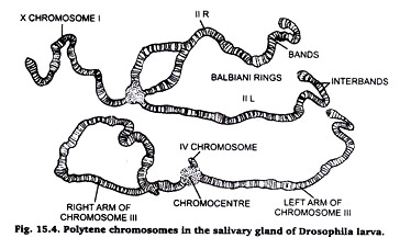 Polytene chromosome in the salivery gland of dorsophila larva