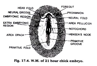 W.M. 21 Hours Chick Embryo