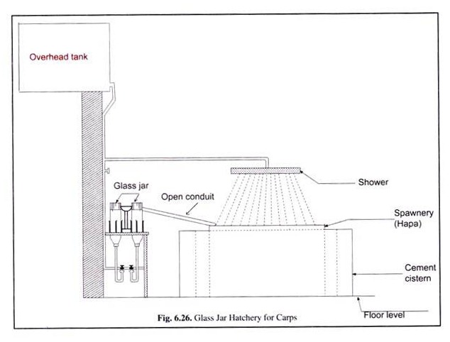 Glass Jar Hatchery for Carps