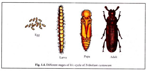 Different Stages of Life-Cycle of Tribolium Castaneum