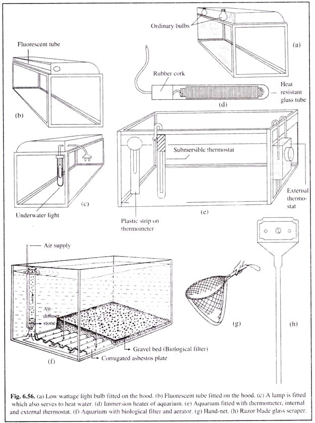 Lighting Devices 