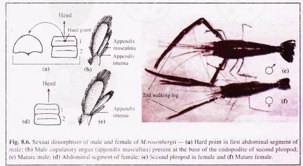 Sexual Dimorphism of Male and Female of M. rosenbergii