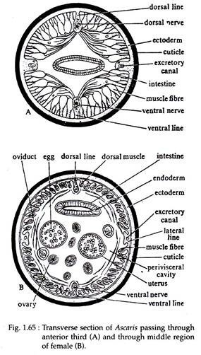 Transverse Section of Ascaris