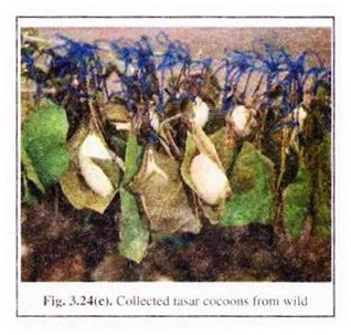 Collected Tasar Cocoons from Wild