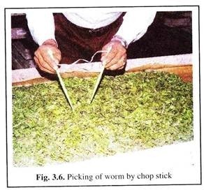 Picking of Worm by Chop Stick