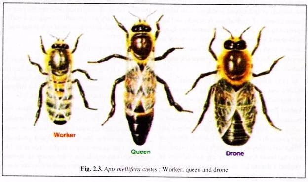 Apis Mellifera Castes : Worker Queen and Drone