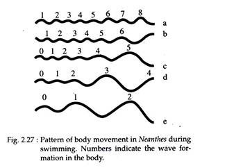 Pattern of Body Movement in Neanthes