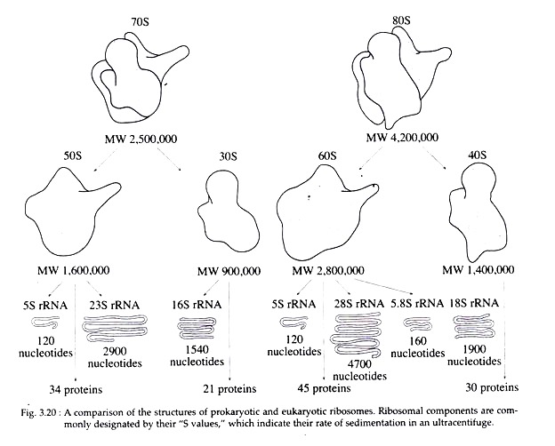 Comparison of the Structures of Prokaryotic and Eukaryotic Ribosomes