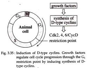 Induction of D-Type Cyclins