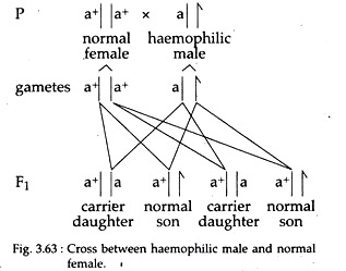 Cross between Haemophilic Male and Normal Female