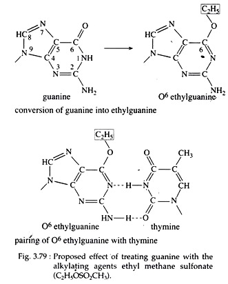 Proposed Effect of Treating Guanine