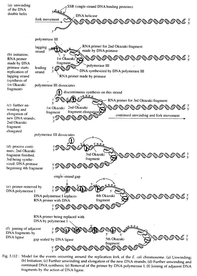 E.Coli Chromosome