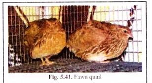 Fawn Quail