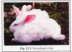 Newzeland White