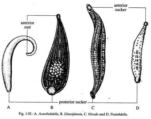Acanthobdella, Glossiphonia, Hirudo and Pontobdella